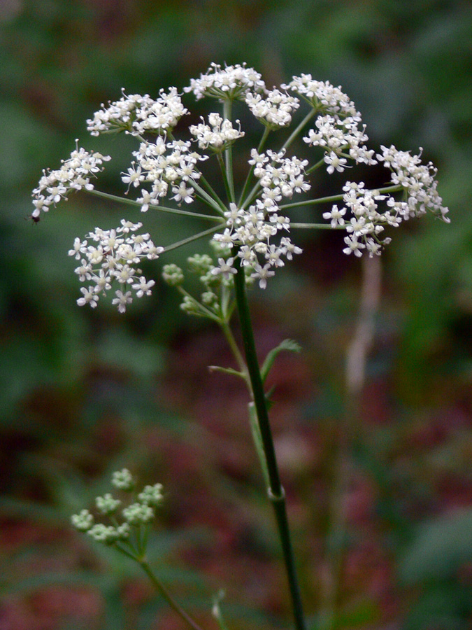 Image of Pimpinella saxifraga specimen.