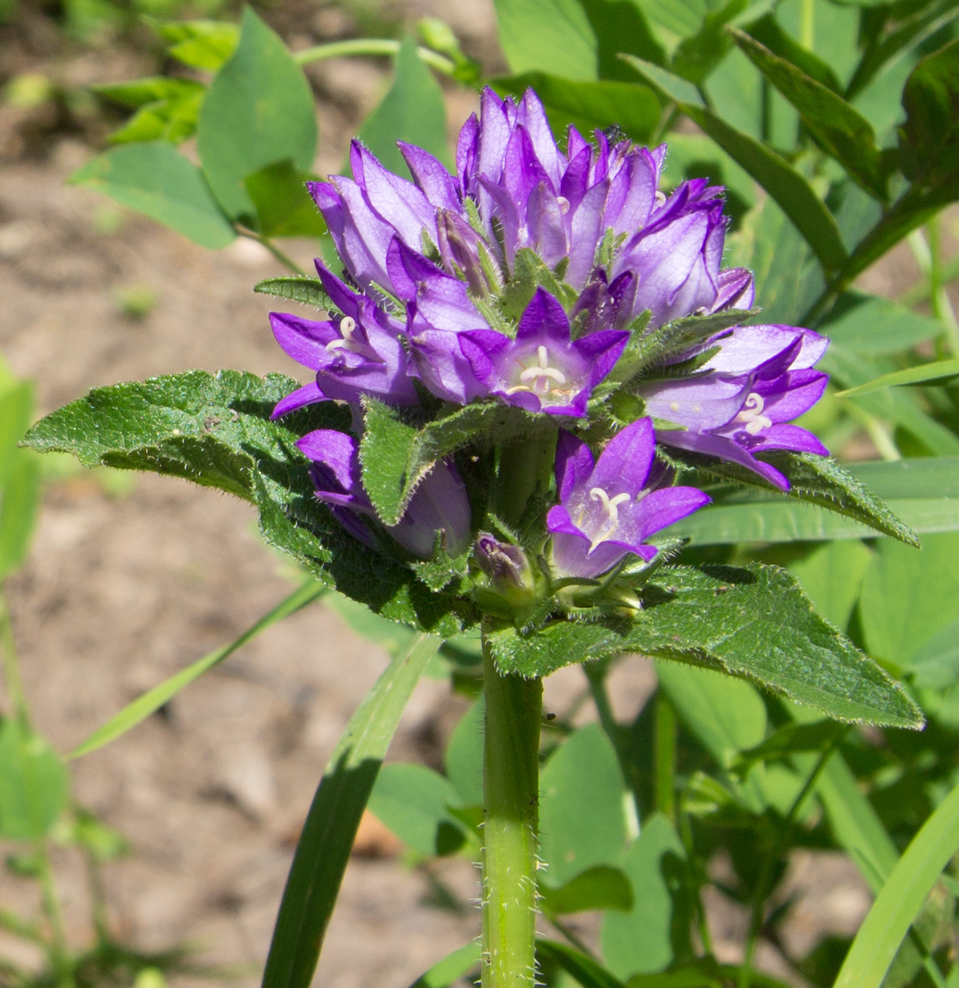 Изображение особи Campanula maleevii.