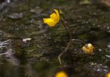 Utricularia &times; neglecta
