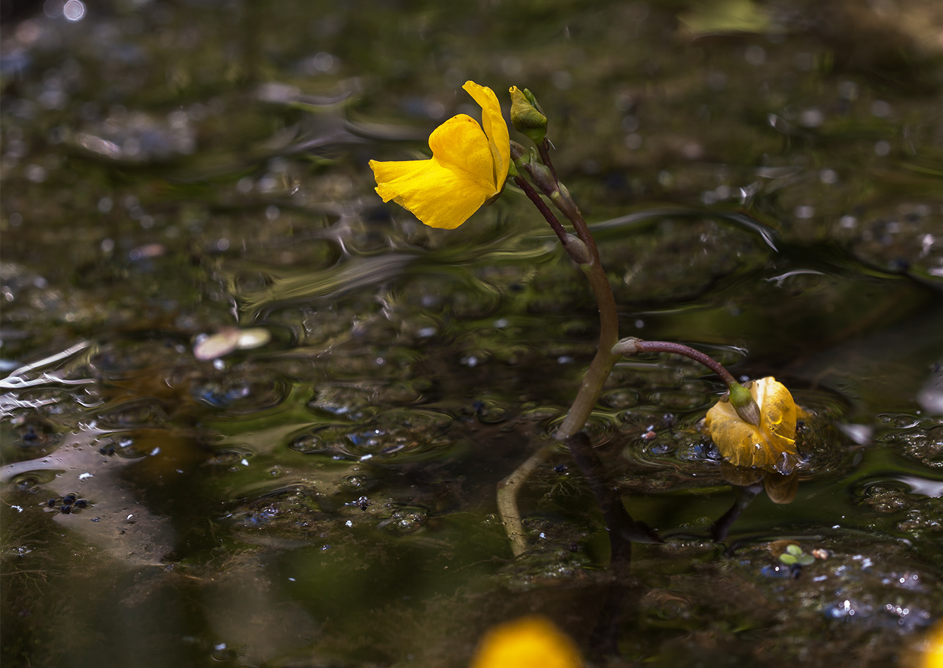 Изображение особи Utricularia australis.