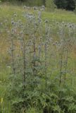 Echinops sphaerocephalus