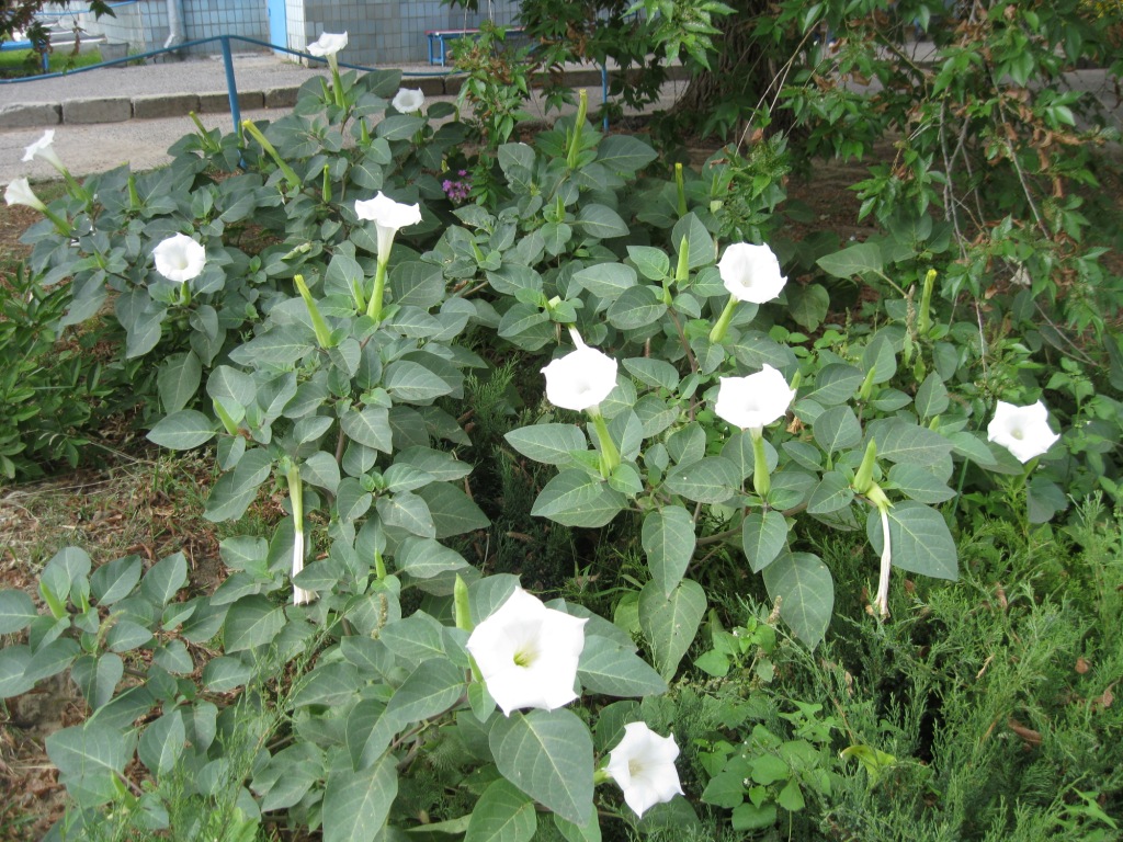 Image of Datura innoxia specimen.