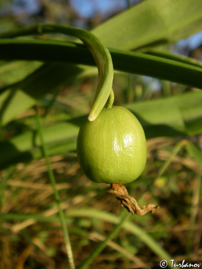 Image of Galanthus plicatus specimen.