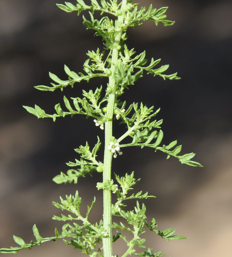 Image of Dysphania multifida specimen.