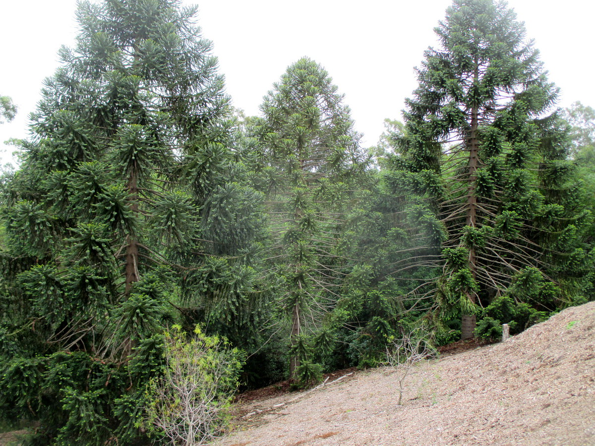 Image of Araucaria bidwillii specimen.