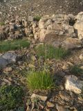 Alopecurus glacialis