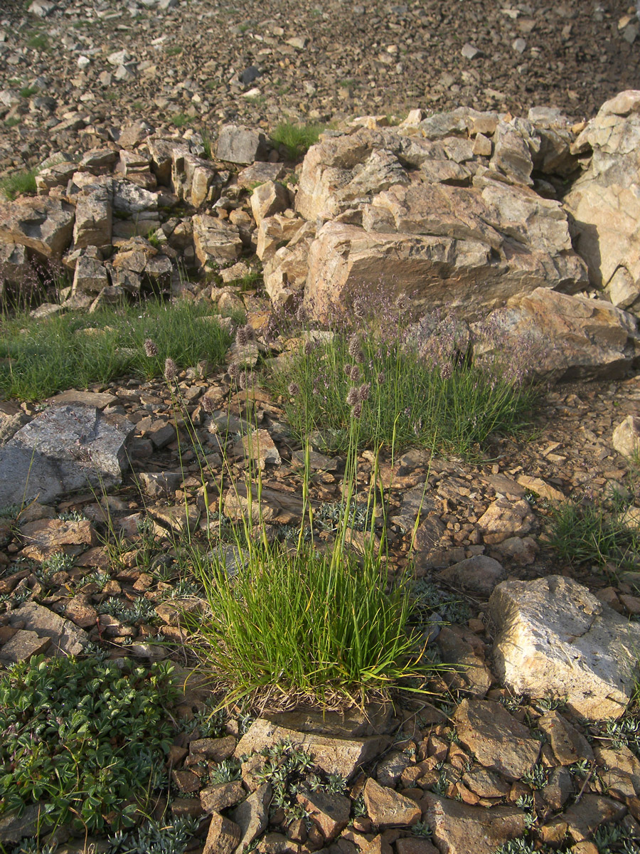 Image of Alopecurus glacialis specimen.