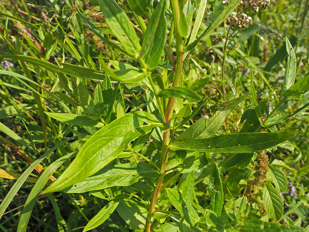Image of Lythrum salicaria specimen.