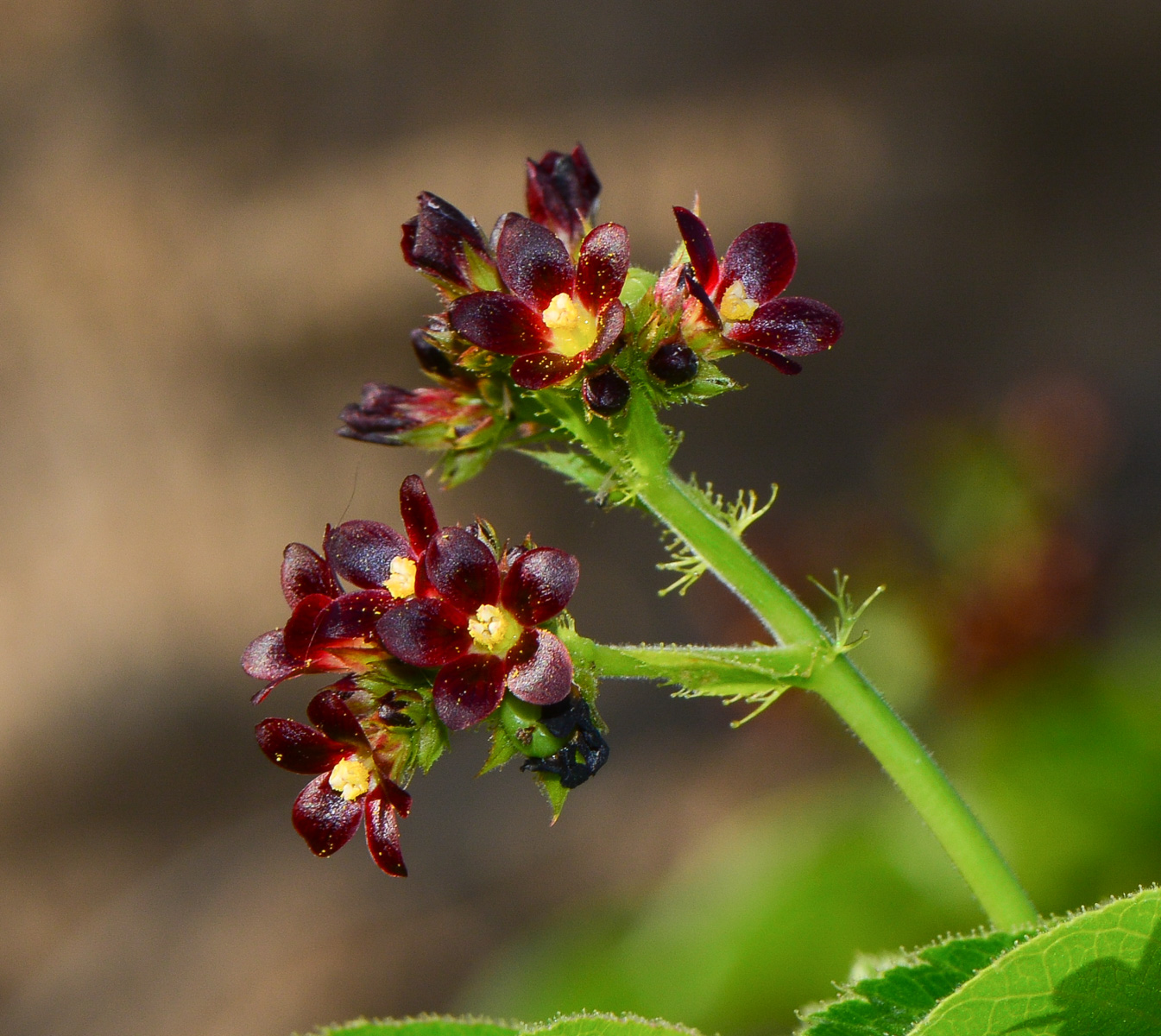 Image of Jatropha gossypiifolia specimen.