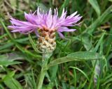 genus Centaurea. Верхушка цветущего растения. Франция, регион О-де-Франс, департамент Па-де-Кале, г. Аррас, обочина дорожки на окраине города. Август.