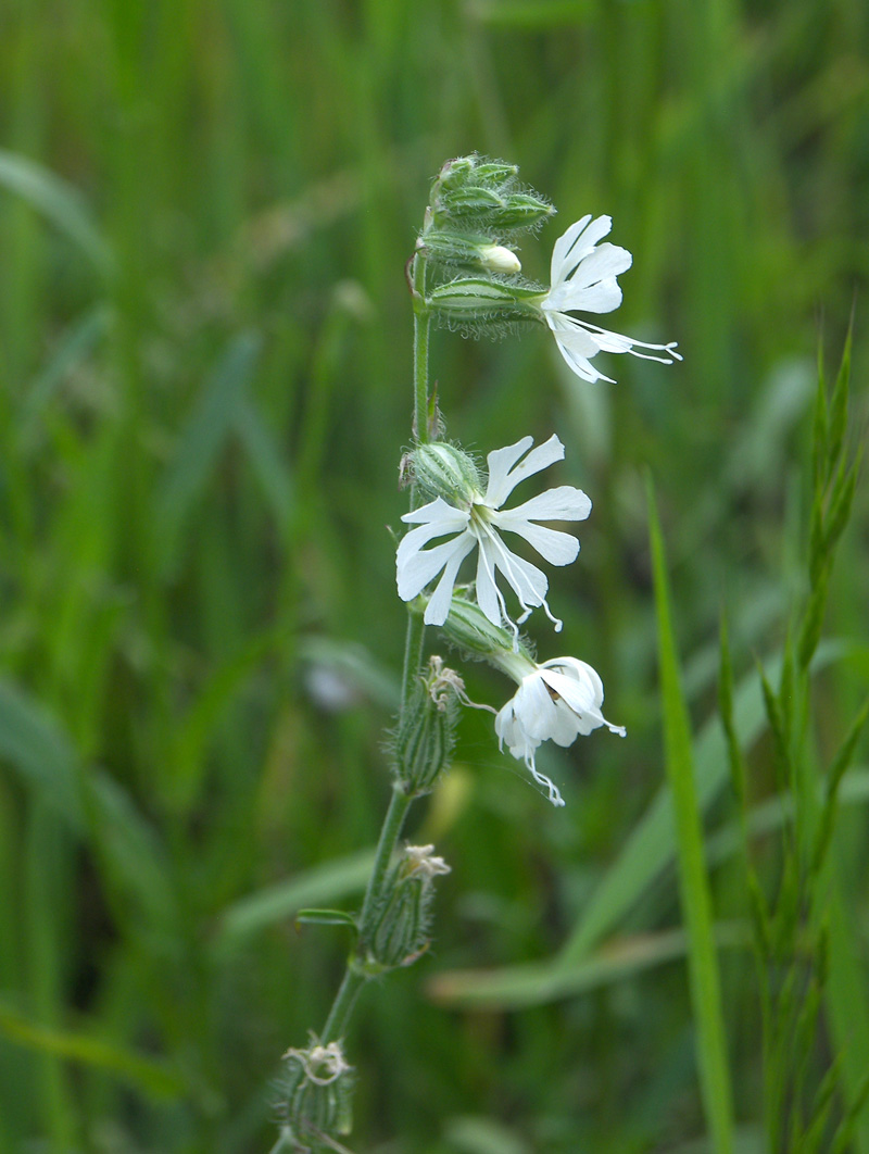 Изображение особи Silene dichotoma.