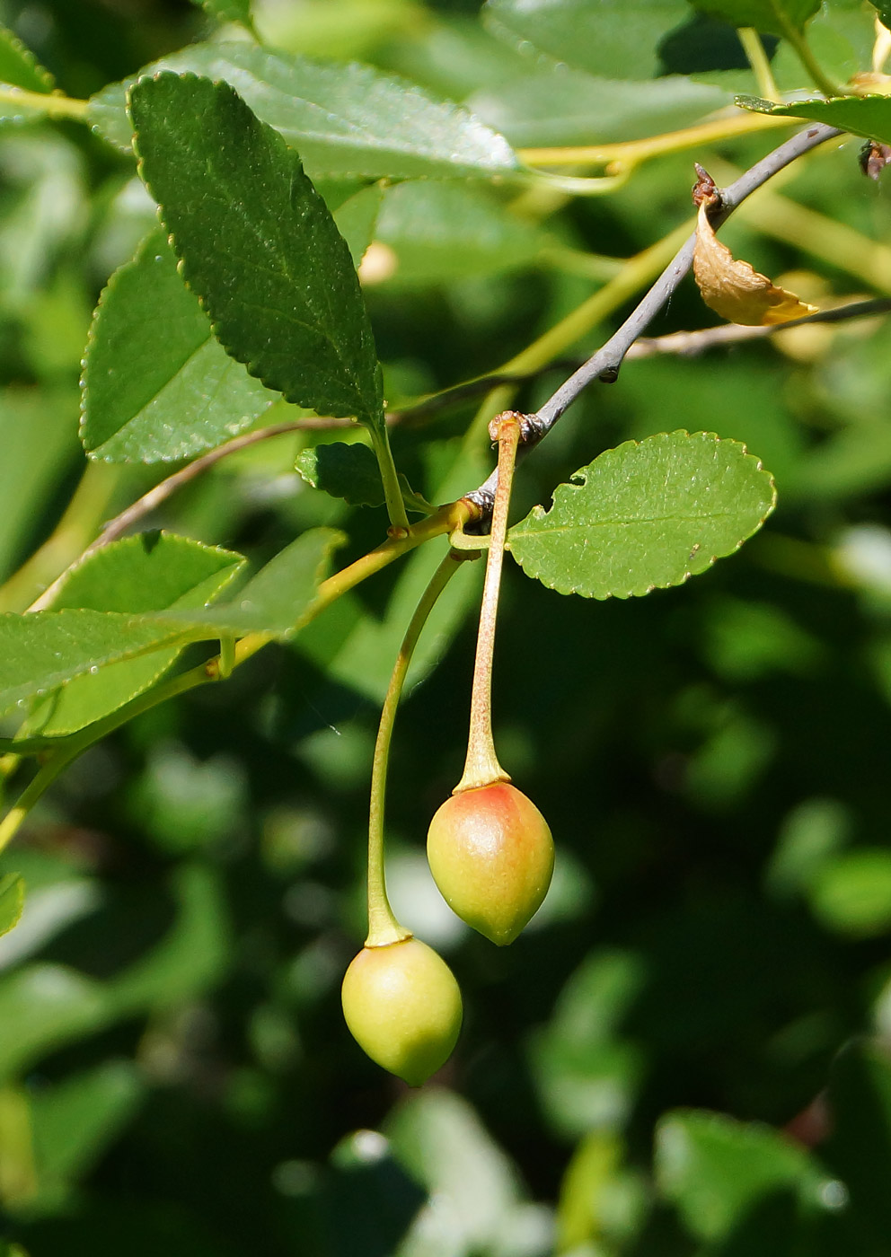 Image of Cerasus fruticosa specimen.