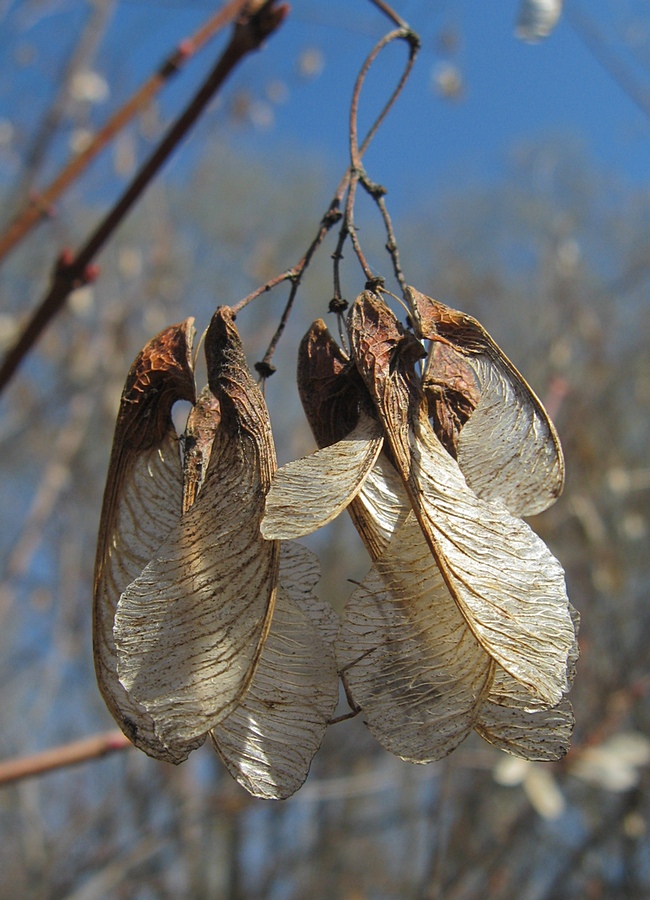 Image of Acer tataricum specimen.