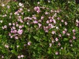 Claytonia sarmentosa. Цветущие растения у небольшого ручья (среди листьев Rubus chamaemorus и др. растений). Магаданская обл., окр. г. Магадан, п-ов Старицкого, распадок в лиственничнике. 10.07.2012.