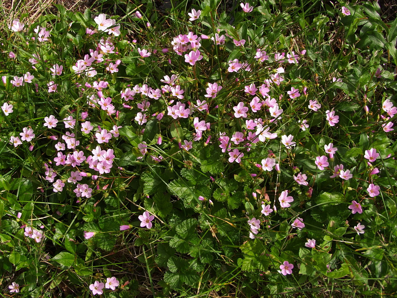 Image of Claytonia sarmentosa specimen.