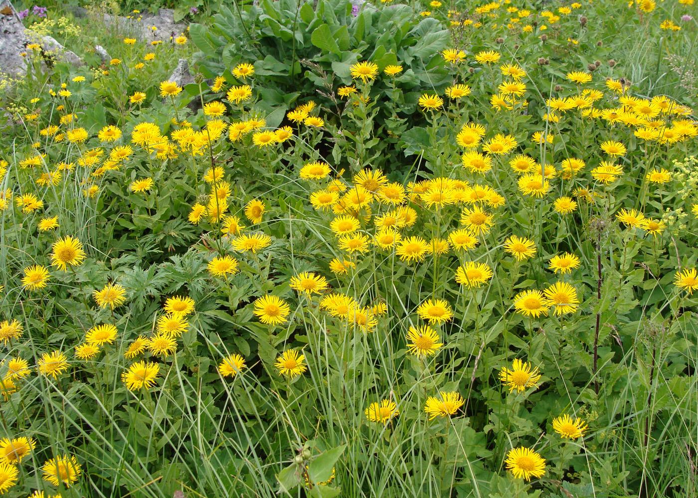 Изображение особи Inula grandiflora.