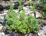 Ziziphora graveolens