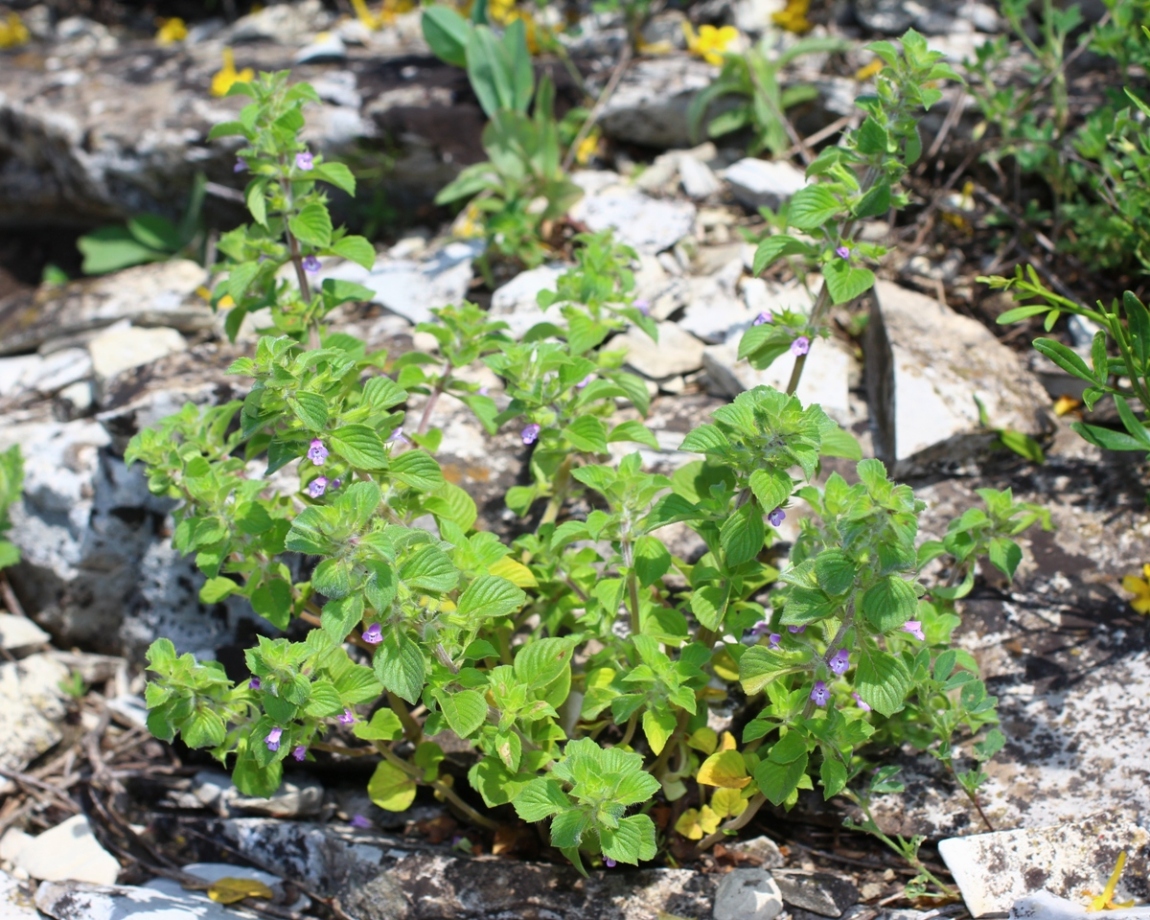 Image of Ziziphora graveolens specimen.