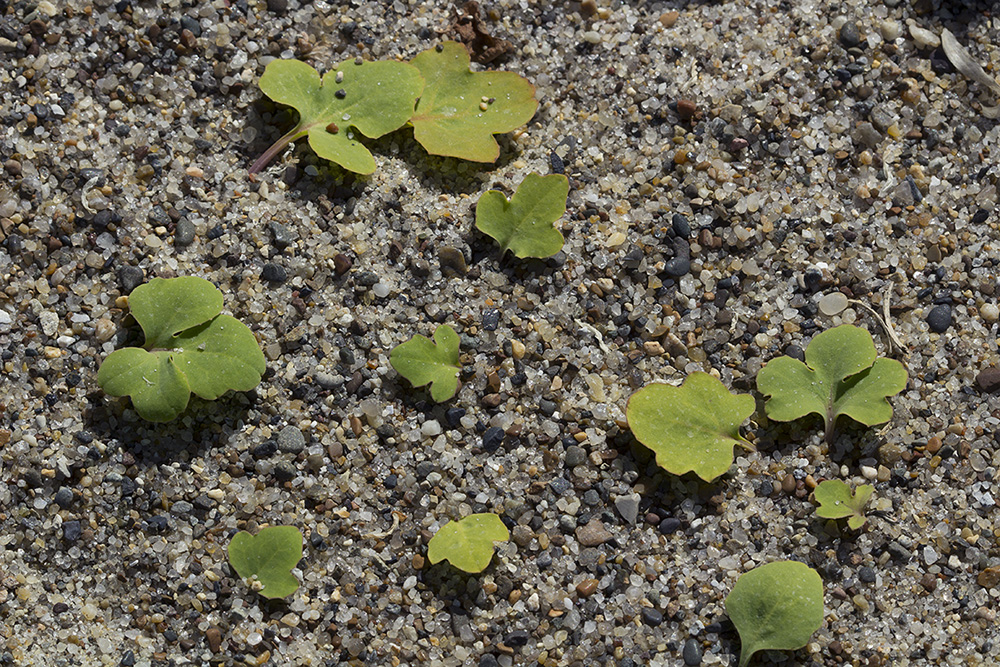 Image of Chorisis repens specimen.
