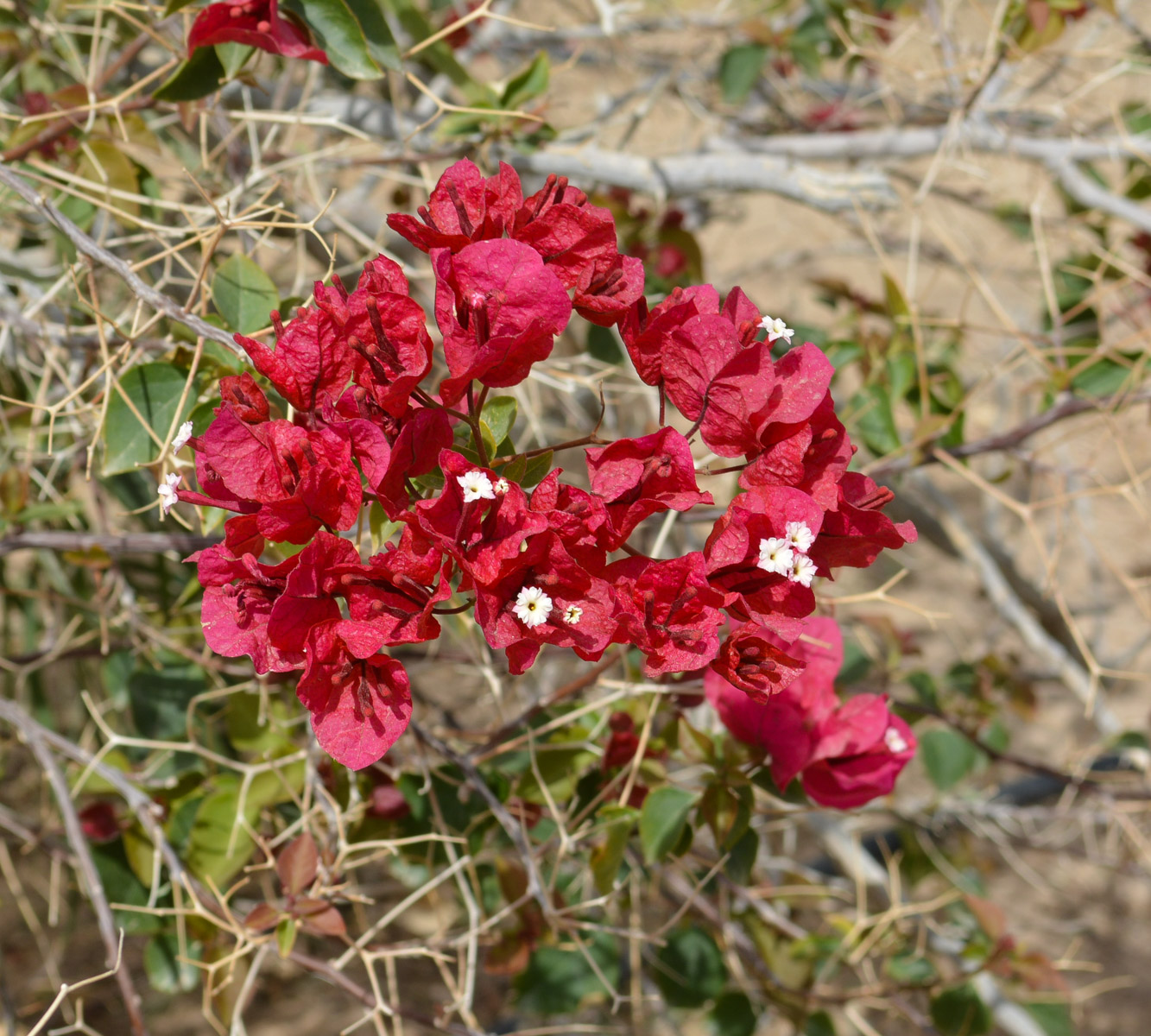 Изображение особи род Bougainvillea.