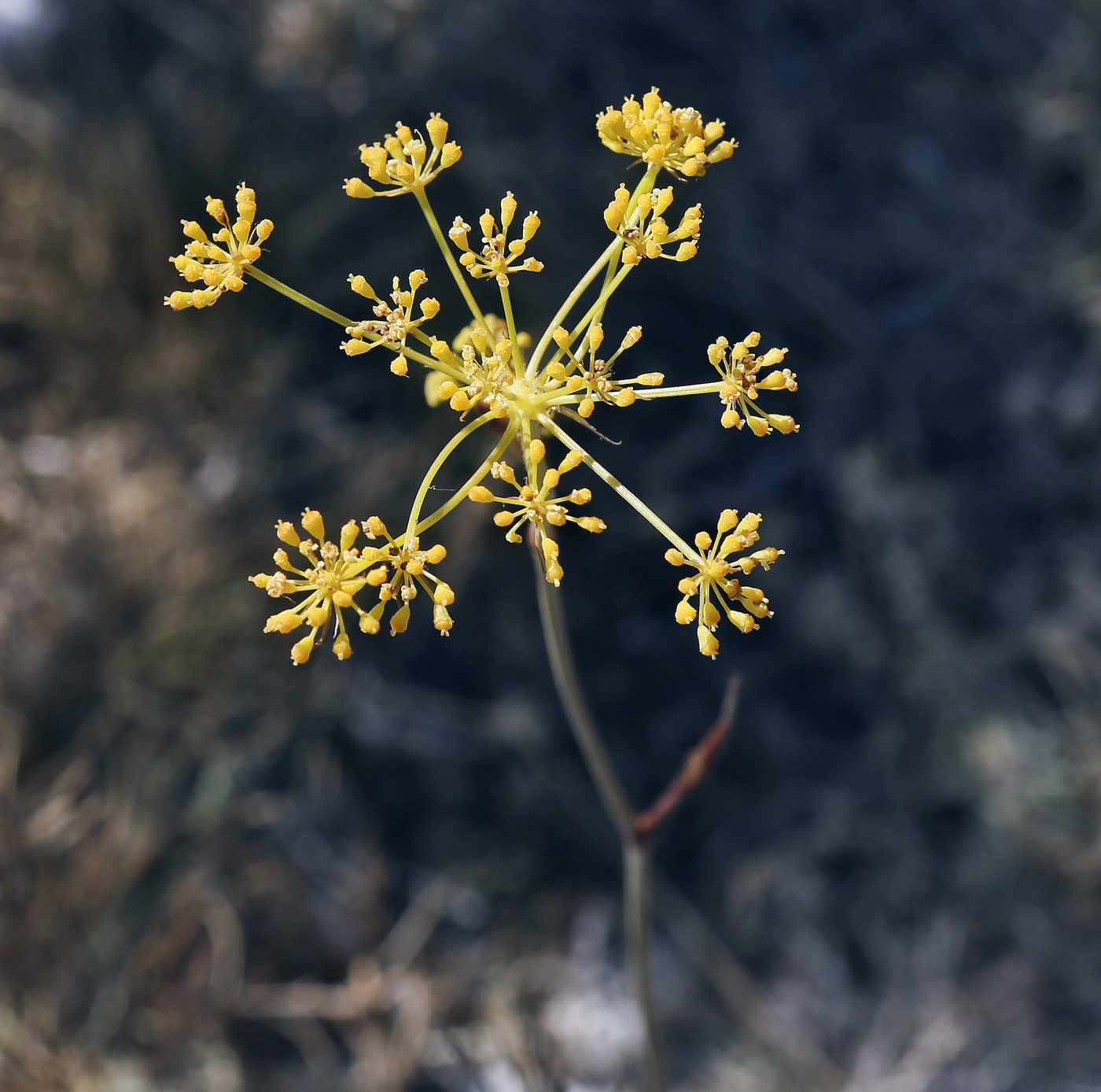 Изображение особи Peucedanum tauricum.