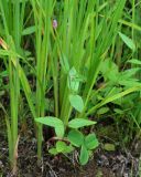 genus Epilobium