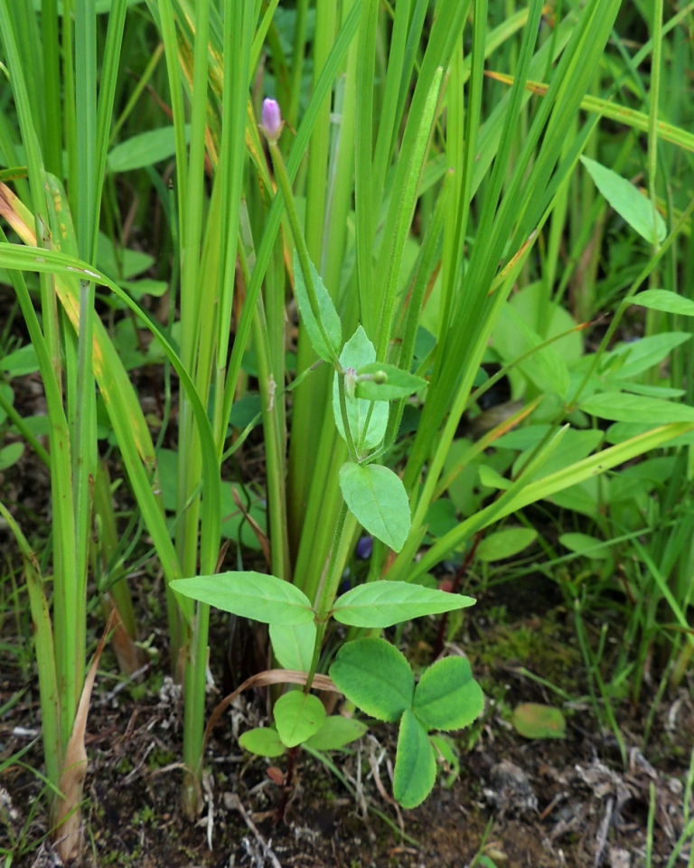 Изображение особи род Epilobium.