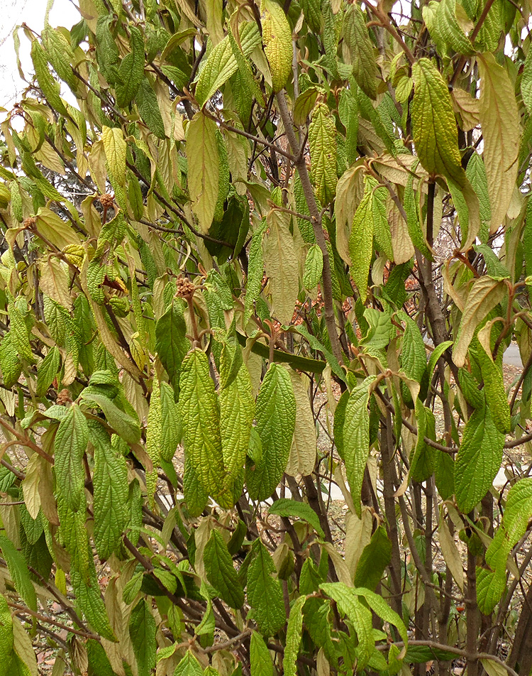 Image of Viburnum rhytidophyllum specimen.