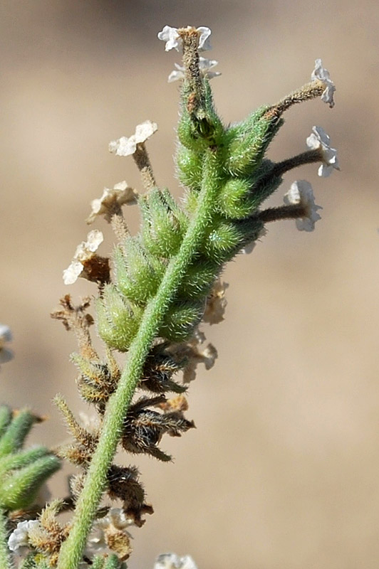 Изображение особи Heliotropium olgae.