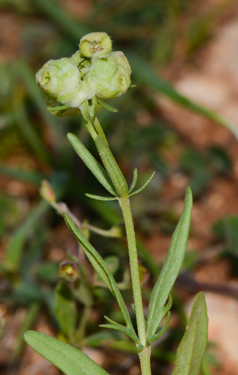 Изображение особи Valerianella vesicaria.