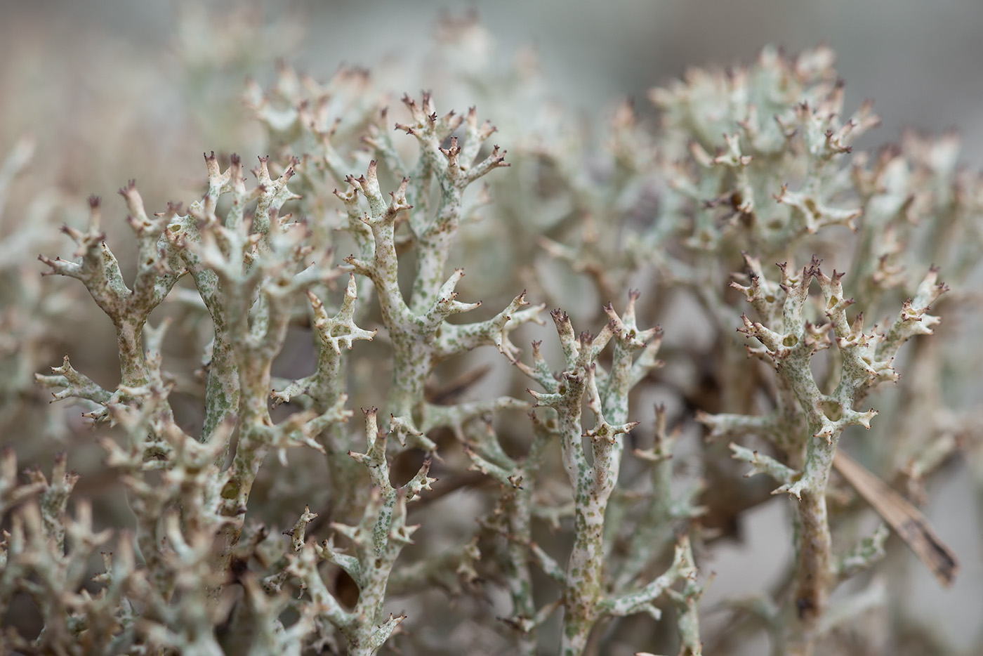 Изображение особи Cladonia uncialis.