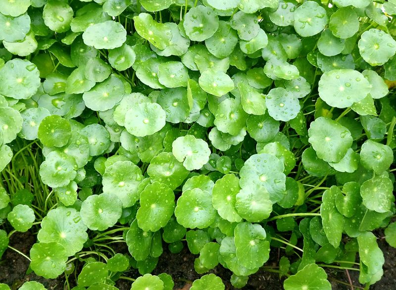 Image of Hydrocotyle umbellata specimen.