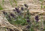 Bartsia alpina