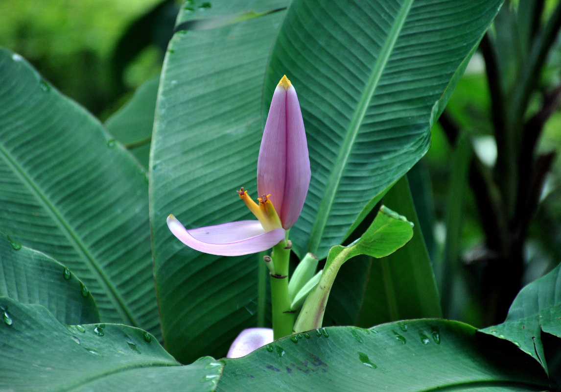 Image of Musa ornata specimen.