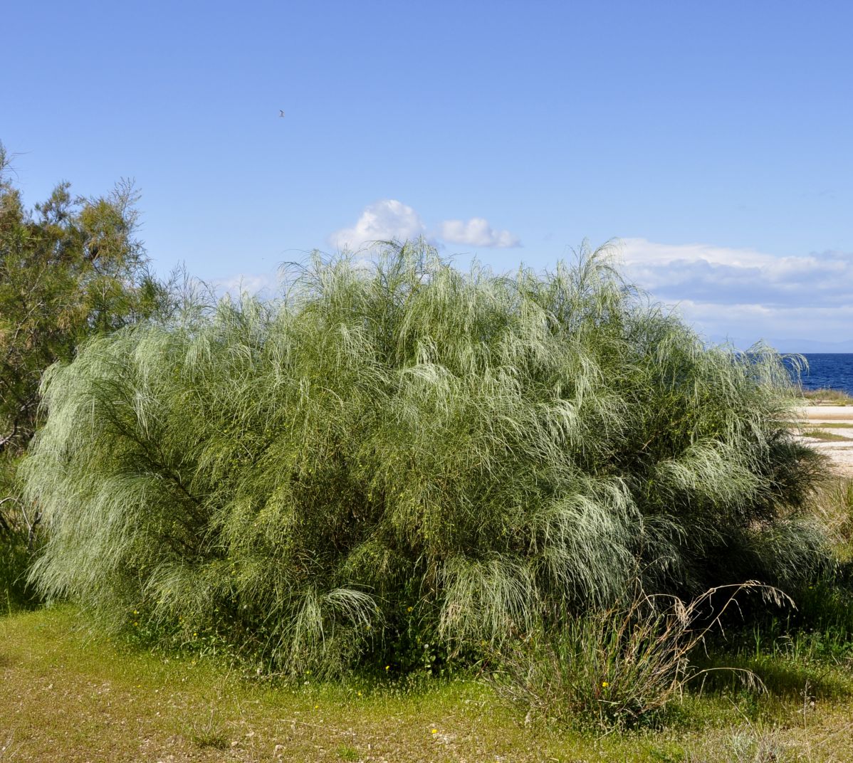 Изображение особи Retama monosperma.