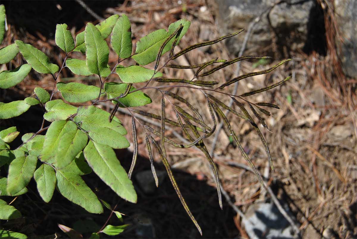 Image of Llavea cordifolia specimen.