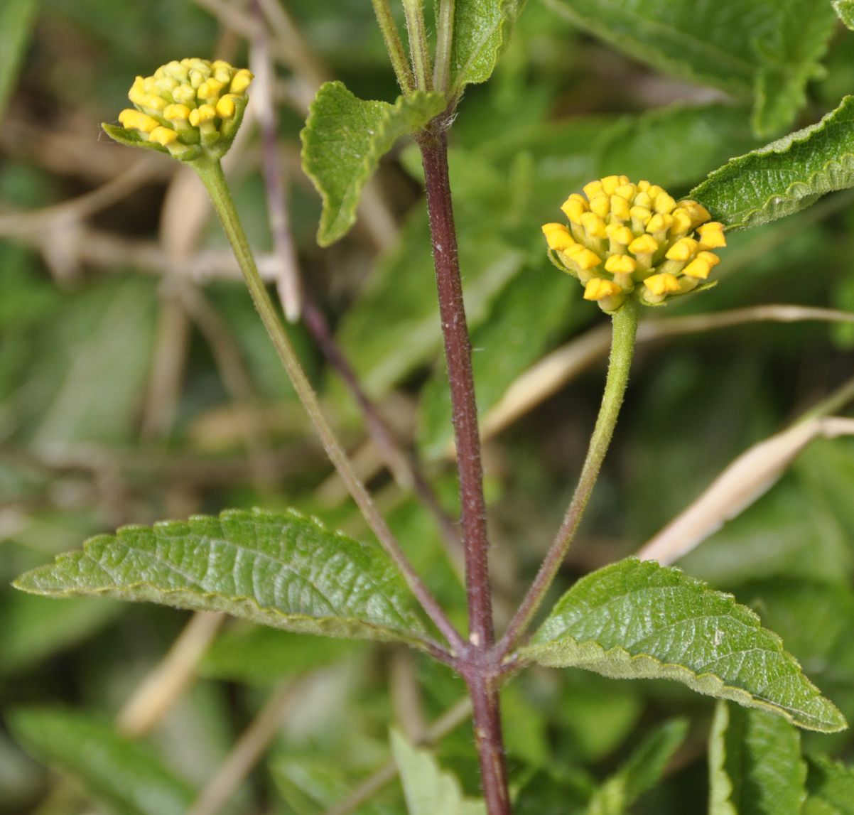 Изображение особи Lantana camara.