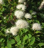 Spiraea beauverdiana. Верхушка цветущего растения. Магаданская обл., окр. г. Магадан, п-ов Старицкого, сопка Марчеканка, каменноберезняк в распадке. 11.07.2017.