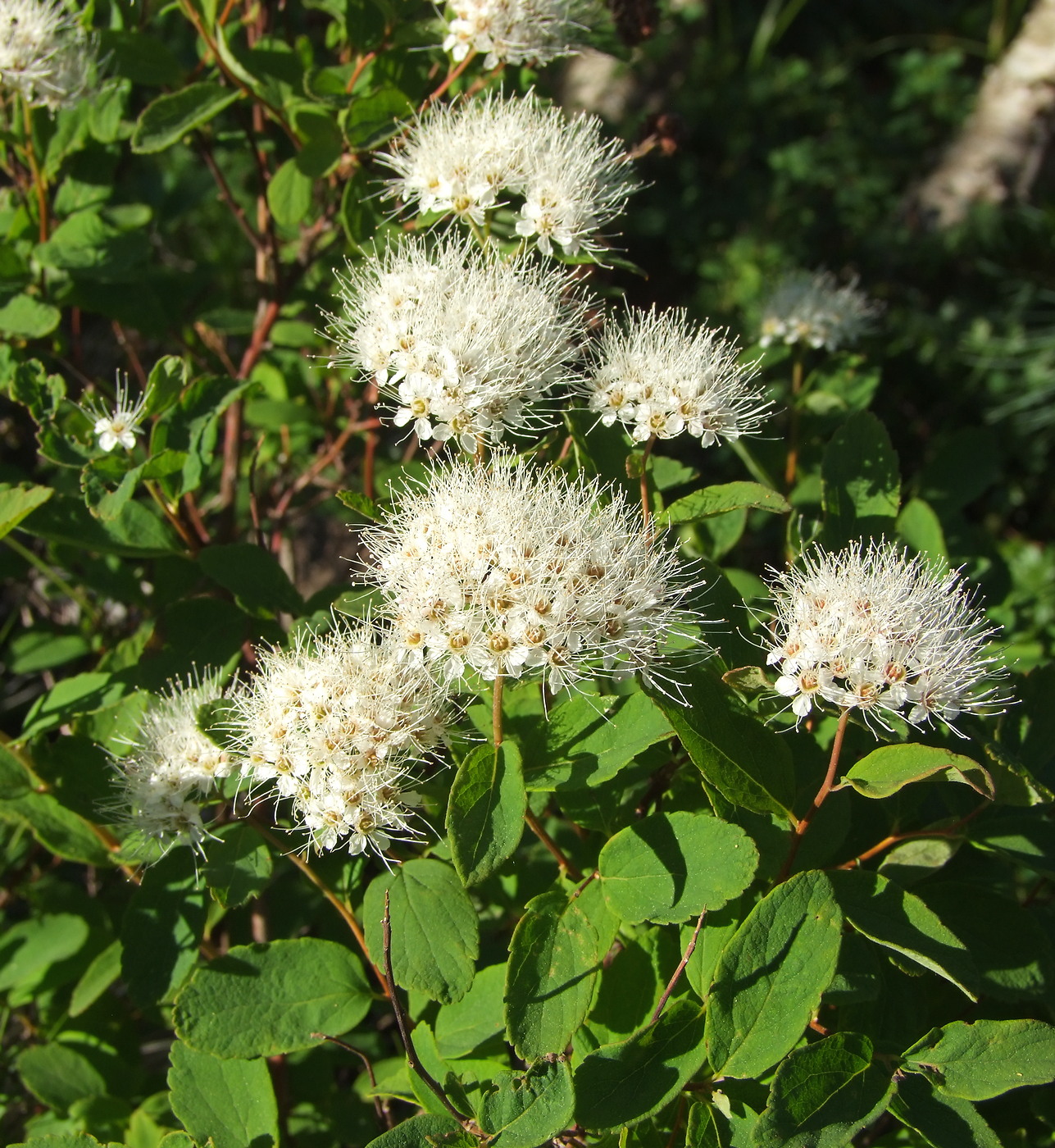 Изображение особи Spiraea beauverdiana.