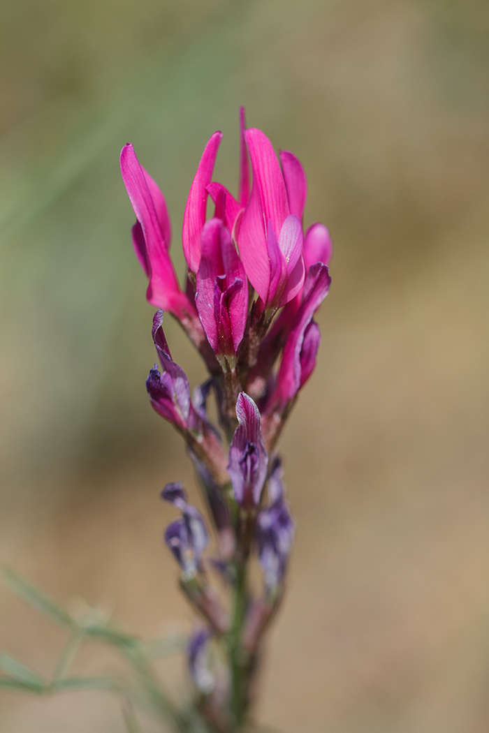 Image of Astragalus stevenianus specimen.