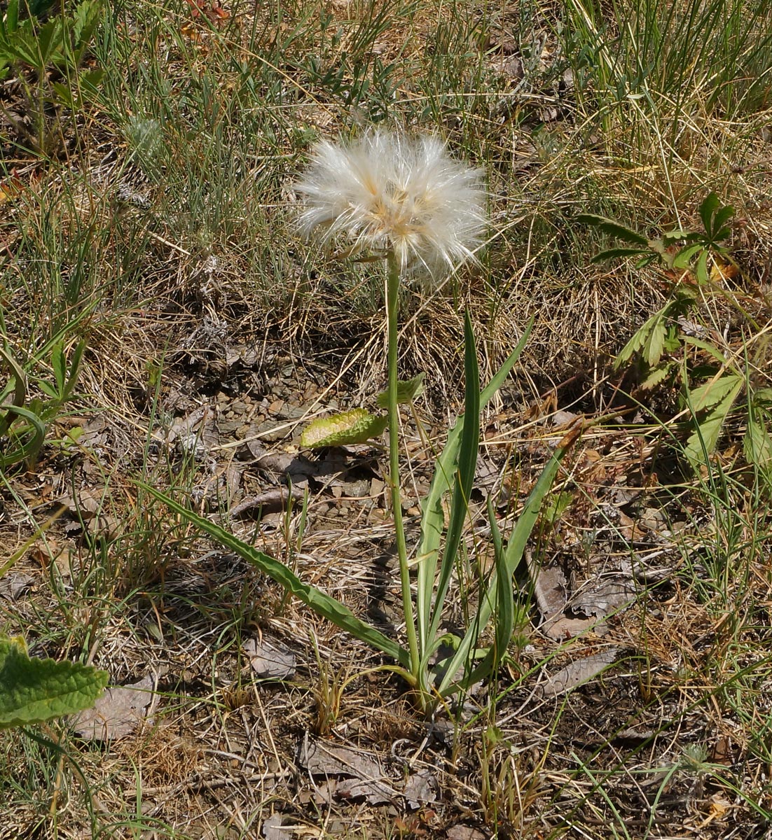 Image of Scorzonera austriaca specimen.