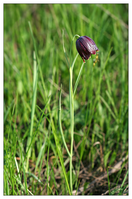 Изображение особи Fritillaria meleagroides.