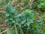 Hylotelephium triphyllum. Вегетирующие растения. Московская обл., Одинцовский р-н, Звенигородская биостанция МГУ, на сырой просеке. 19.05.2018.