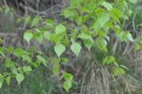 род Betula