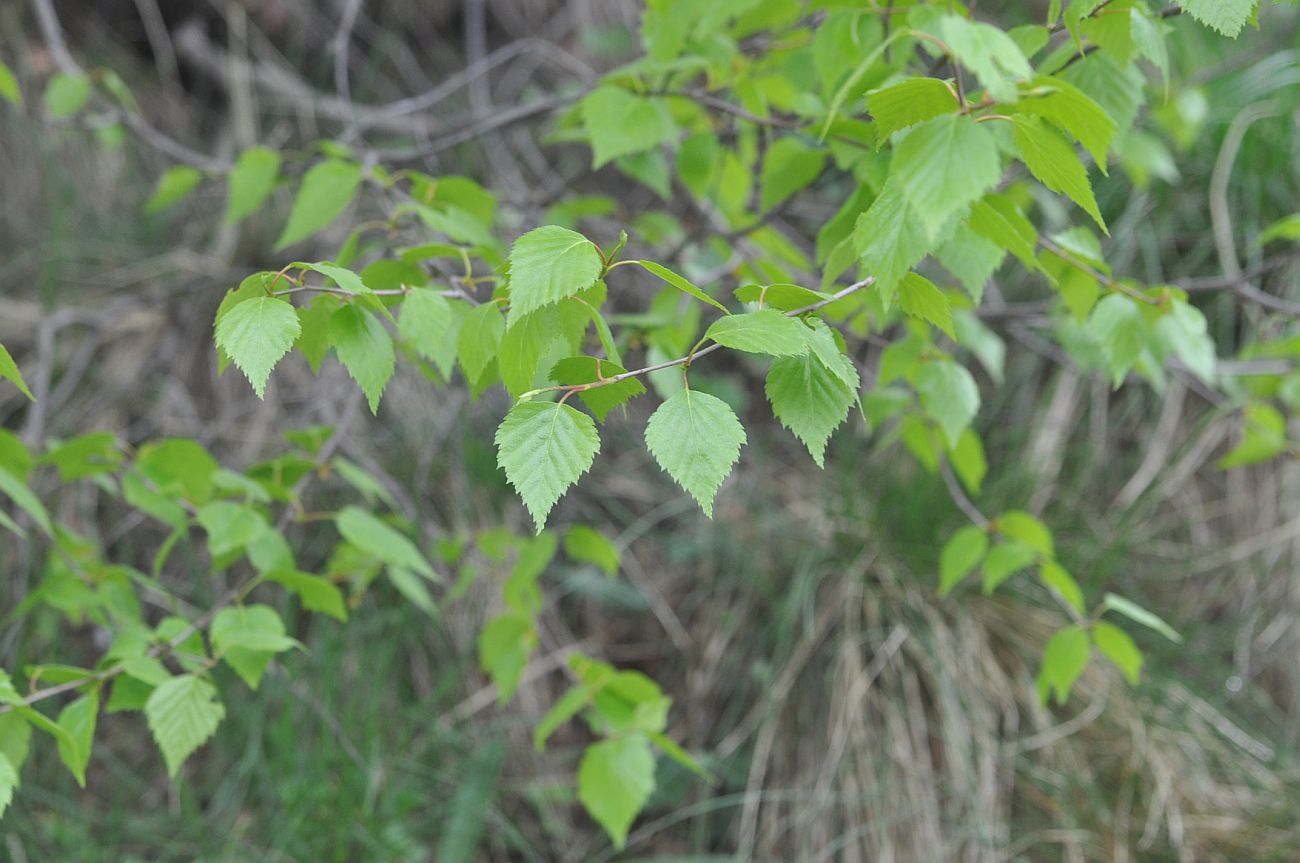 Изображение особи род Betula.