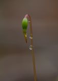 genus Bryum. Верхушка спорогона с коробочкой. Свердловская обл., окр. г. Заречный, урочище Черемшанское болото, окр. горы Хрустальная горка, на месте посадок елей после вырубки леса. 13.06.2018.