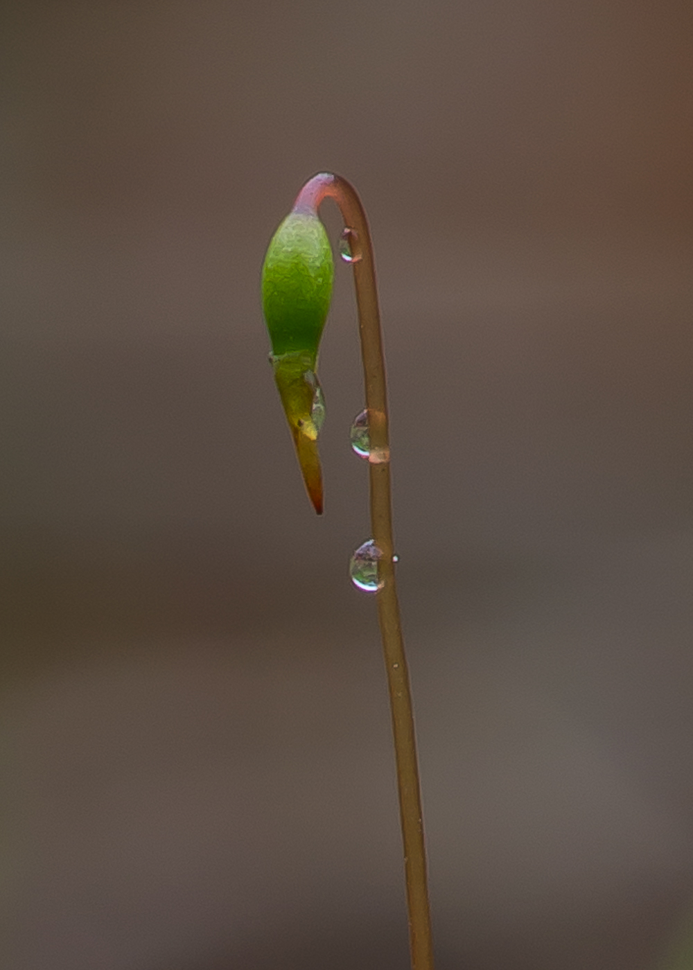 Image of genus Bryum specimen.