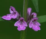 Stachys palustris