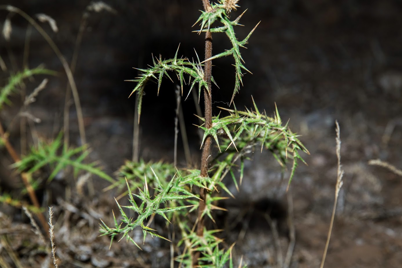 Image of Echinops adenocaulos specimen.