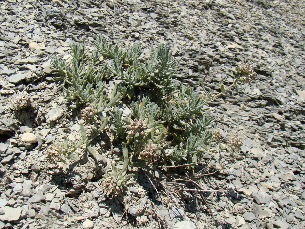 Изображение особи Teucrium capitatum.